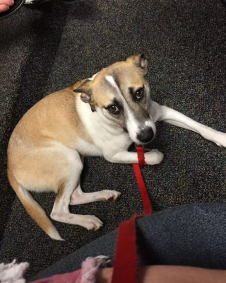 Illustration de l'article : Une chienne se rendait malade dès que sa propriétaire s’absentait jusqu’à ce qu’une petite boule de poils entre dans sa vie