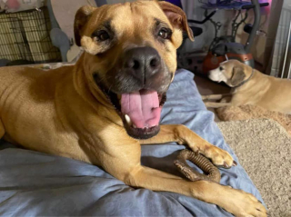 Illustration de l'article : Sévèrement critiquée sur son physique par les adoptants, une chienne jugée trop laide ne parvenait pas à trouver une famille