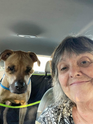 Illustration de l'article : Sévèrement critiquée sur son physique par les adoptants, une chienne jugée trop laide ne parvenait pas à trouver une famille