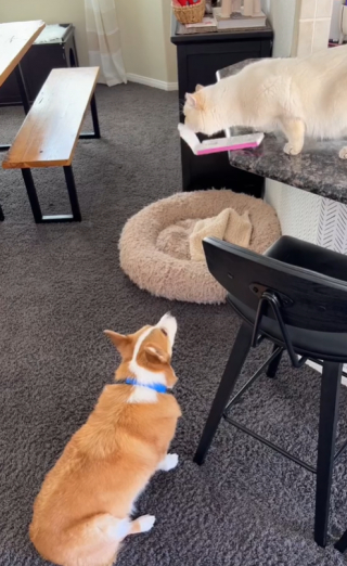 Illustration de l'article : Le travail d’équipe minutieux d’un chat et d’un chien pour voler des friandises (vidéo)