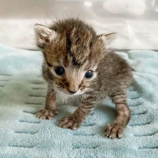Illustration de l'article : Les progrès encourageants d’un chaton orphelin âgé de quelques jours