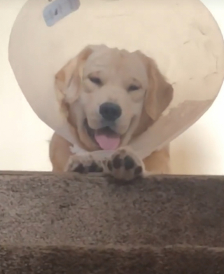 Illustration de l'article : Refusant de porter sa collerette, ce chien étonne ses propriétaires en l’adoptant définitivement avec fierté  (vidéo)