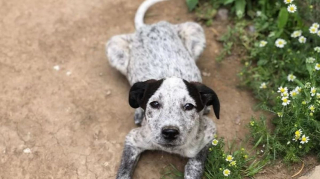 Illustration de l'article : Retrouvée dans une boîte en carton, cette très jeune chienne attend sa nouvelle vie et une famille pour éclaircir son avenir