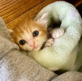 Illustration de l'article : Malgr&eacute; ses probl&egrave;mes de sant&eacute;, ce chaton est devenu un pilier pour ceux qui l&rsquo;ont c&ocirc;toy&eacute; 