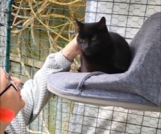 Illustration de l'article : Secouru par des bénévoles près d’une habitation, ce chat refait surface après plus de 6 années de disparition