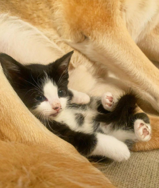 Illustration de l'article : Méfiante à l’égard du chien de la maison, cette chatte ouvre son cœur à celui qui ne lui voulait que du bien (vidéo)