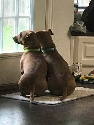 Illustration de l'article : 5 ans après avoir adopté son chien, une femme vit 2 incroyables coïncidences et ne peut s’empêcher de penser qu’elle a retrouvé sa famille