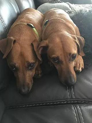 Illustration de l'article : 5 ans après avoir adopté son chien, une femme vit 2 incroyables coïncidences et ne peut s’empêcher de penser qu’elle a retrouvé sa famille