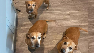 Illustration de l'article : 5 ans après avoir adopté son chien, une femme vit 2 incroyables coïncidences et ne peut s’empêcher de penser qu’elle a retrouvé sa famille