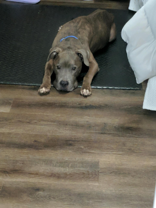 Illustration de l'article : Elle retrouve la trace de son chien près d’une décennie après l’avoir perdu