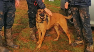 Illustration de l'article : Ayant vécu l’horreur depuis sa naissance, ce Berger Hollandais a dû patienter durant 3 années au refuge avant de rencontrer sa future famille