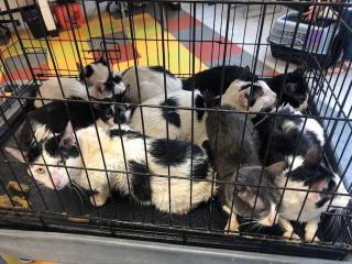 Illustration de l'article : 16 chats retrouvés emmurés par un ouvrier dans une maison abandonnée