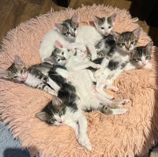 Illustration de l'article : Les retrouvailles entre une portée de chatons et leur mère disparue depuis plusieurs jours (vidéo)