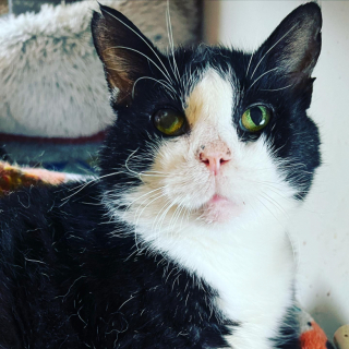 Illustration de l'article : Remarquant la présence d’un chat errant sur un parking, une femme décide d’agir et lui offre une seconde chance