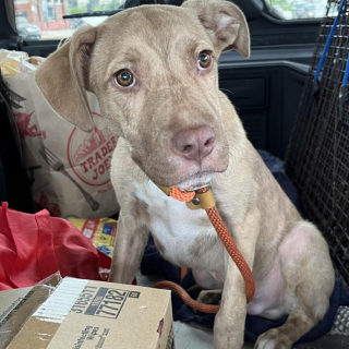 Illustration de l'article : Pour sortir de sa situation, un chiot s’installe sur le paillasson d’une maison et attend qu’on le remarque