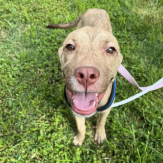 Illustration de l'article : Pour sortir de sa situation, un chiot s’installe sur le paillasson d’une maison et attend qu’on le remarque