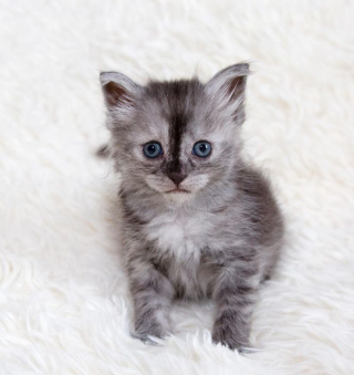 Illustration de l'article : Des bienfaiteurs se démènent pour trouver un ami à leur chaton, qui a perdu toute sa famille