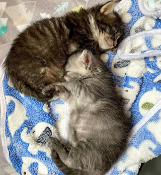 Illustration de l'article : Des bienfaiteurs se démènent pour trouver un ami à leur chaton, qui a perdu toute sa famille