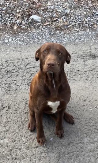Illustration de l'article : Chaque jour, cette chienne rescapée attend patiemment le retour de celui qui lui a sauvé la vie (vidéo)
