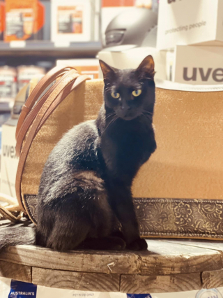Illustration de l'article : Après un abandon et une intervention chirurgicale importante à la patte, ce chat devient la mascotte des employés d’un magasin