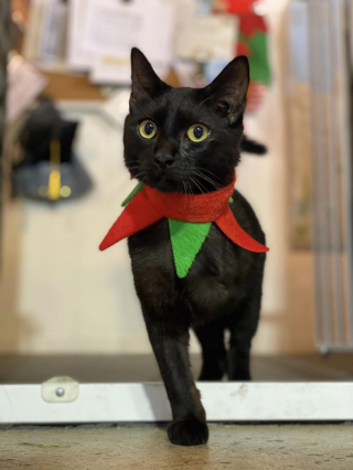 Illustration de l'article : Après un abandon et une intervention chirurgicale importante à la patte, ce chat devient la mascotte des employés d’un magasin