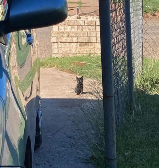 Illustration de l'article : Assis devant une habitation, ce chaton demandait de l’aide et a reçu bien plus que ce qu’il espérait