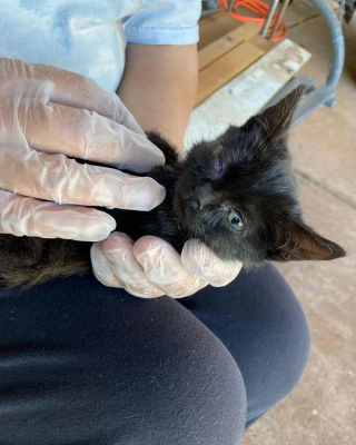 Illustration de l'article : Assis devant une habitation, ce chaton demandait de l’aide et a reçu bien plus que ce qu’il espérait