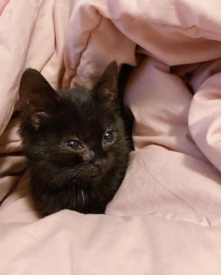 Illustration de l'article : Assis devant une habitation, ce chaton demandait de l’aide et a reçu bien plus que ce qu’il espérait