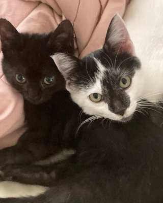 Illustration de l'article : Assis devant une habitation, ce chaton demandait de l’aide et a reçu bien plus que ce qu’il espérait