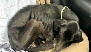 Illustration de l'article : Retrouvée très maigre et dans un état de santé préoccupant, cette chienne voit se dessiner un avenir plus radieux