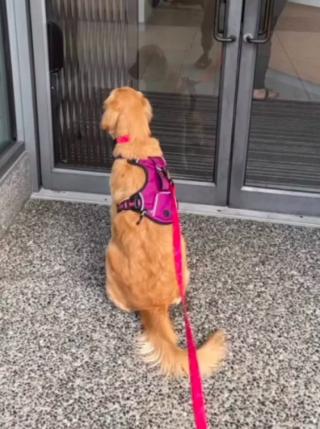 Illustration de l'article : À la grande surprise de sa maîtresse, cette chienne adore se rendre chez le vétérinaire et le fait savoir (vidéo)