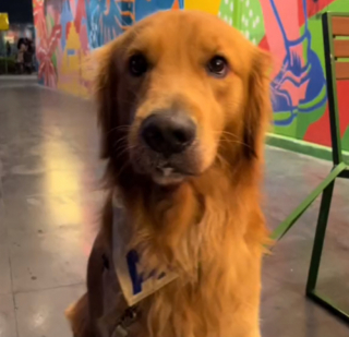 Illustration de l'article : Ce chien refuse de quitter le parc où l’emmène sa maîtresse et exprime sa peine d’une amusante façon (vidéo)