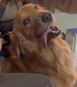 Illustration de l'article : Ce chien refuse de quitter le parc où l’emmène sa maîtresse et exprime sa peine d’une amusante façon (vidéo)