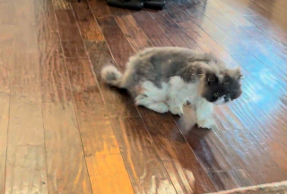 Illustration de l'article : Un chat de 16 ans retrouve son âme de chaton lorsqu’il découvre un nouveau jouet dans sa maison (vidéo)