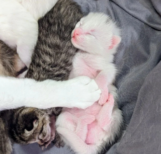 Illustration de l'article : Une chatte se présente à la fenêtre d’une maison accompagnée de ses 2 chatons et son lot de surprises