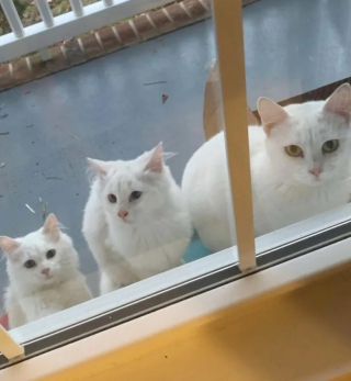 Illustration de l'article : Une chatte se présente à la fenêtre d’une maison accompagnée de ses 2 chatons et son lot de surprises