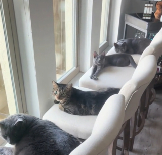 Illustration de l'article : Le papa attentionné de 4 chats déplace les meubles de sa maison pour leur offrir la meilleure vue possible sur les oiseaux du jardin