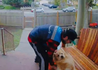Illustration de l'article : Bouleversé par le retour de son livreur préféré, un chien manque de tomber de son banc (vidéo)