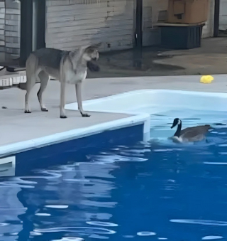 Illustration de l'article : L’amitié entre un Berger Allemand et une oie étonne et émeut les internautes