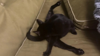 Illustration de l'article : Atteinte d’une maladie rare du squelette, une chatte est soutenue dans son combat par une communauté touchée par son cas