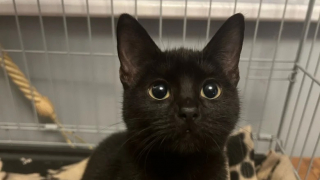 Illustration de l'article : Atteinte d’une maladie rare du squelette, une chatte est soutenue dans son combat par une communauté touchée par son cas