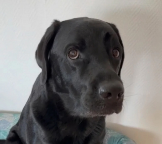 Illustration de l'article : Atteint du syndrome de la queue cassée, ce Labrador Retriever a pu passer une journée hors du temps grâce à sa propriétaire (vidéo)