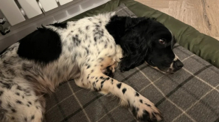 Illustration de l'article : Après 2 mois de recherches intensives, des propriétaires retrouvent trace de leur chienne perdue grâce à un agriculteur