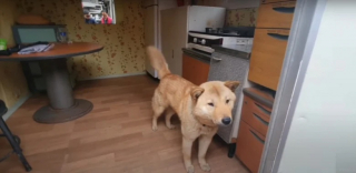 Illustration de l'article : Après 41 jours de recherches intenses suite à la disparition de son chien, un homme entend un aboiement bien connu à quelques mètres de chez lui