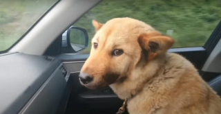 Illustration de l'article : Après 41 jours de recherches intenses suite à la disparition de son chien, un homme entend un aboiement bien connu à quelques mètres de chez lui