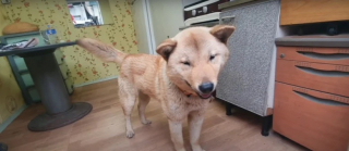 Illustration de l'article : Après 41 jours de recherches intenses suite à la disparition de son chien, un homme entend un aboiement bien connu à quelques mètres de chez lui