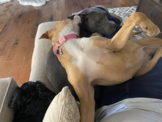 Illustration de l'article : Une famille ouvre sa porte temporairement à une chienne de refuge et décide de lui offrir un foyer durable