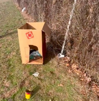 Illustration de l'article : Alors qu’elle allait chercher le goûter pour ses collègues de bureau, une amoureuse des animaux repère la présence de 2 tout jeunes chiots errants (vidéo)
