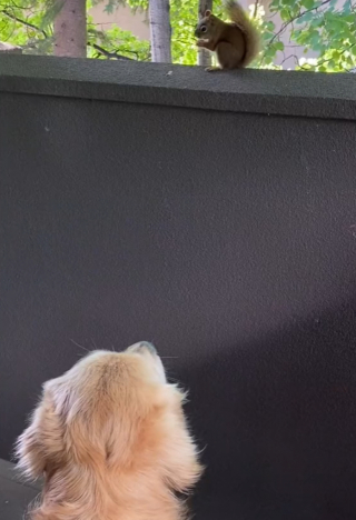 Illustration de l'article : Un écureuil se lie d’amitié avec un Golden Retriever et finit par s’installer définitivement dans son jardin (vidéo)