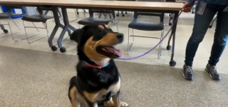 Illustration de l'article : Lily, une croisée Rottweiler voyageant seule dans un bus, intrigue l’une des passagères